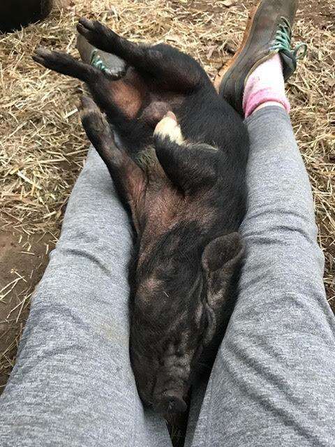 Rescued potbelly pig lying on his back