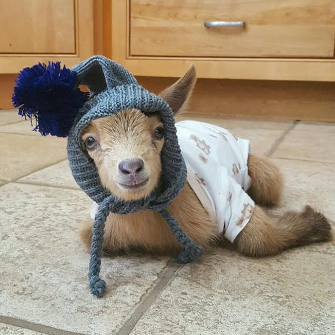 Goat Who Lost Horns Wears Hats While Healing The Dodo