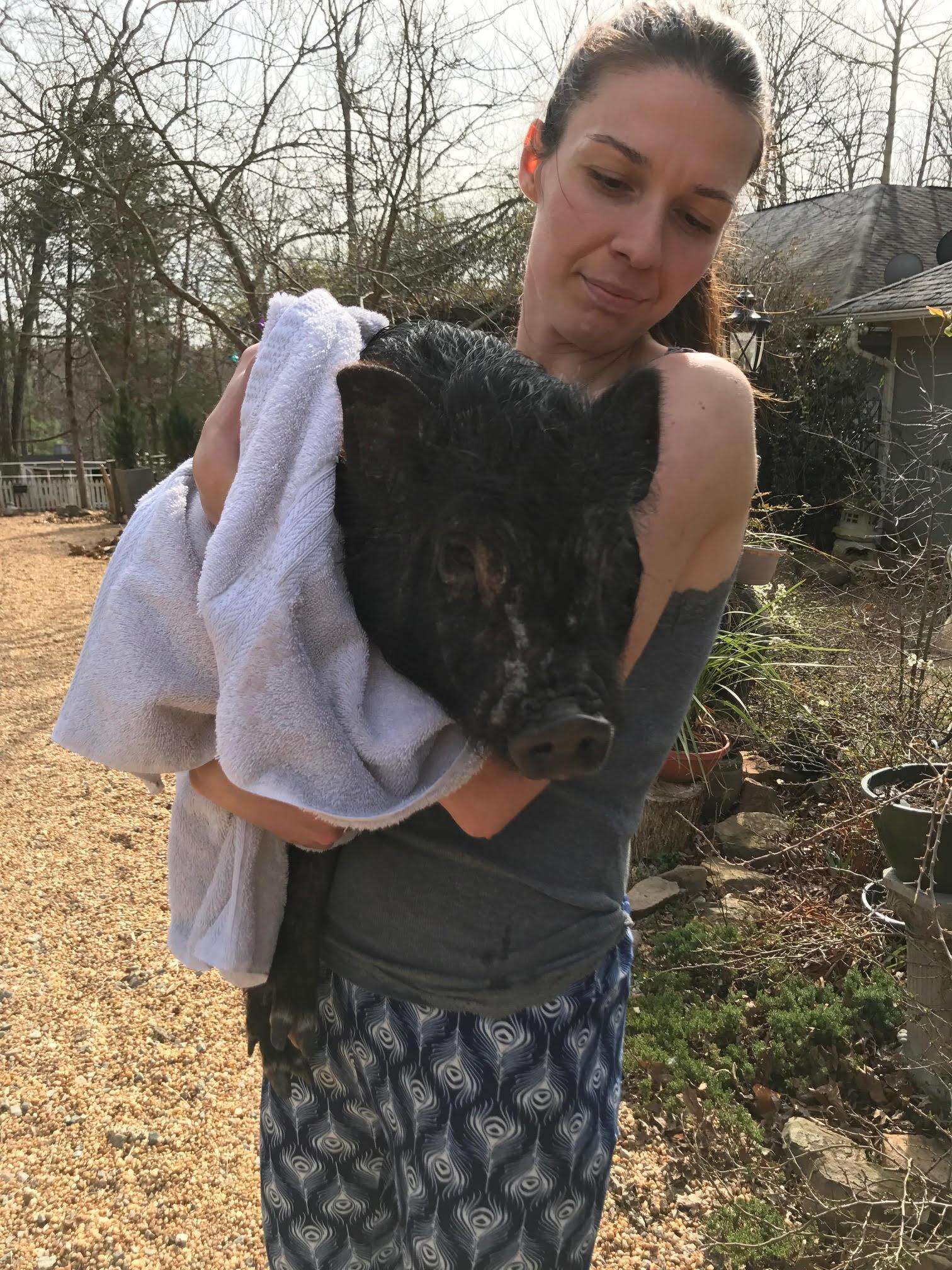 Rescued potbelly pig after getting a medicated bath