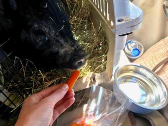 Rescued potbelly pig in a crate