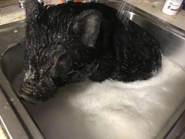 Rescued potbelly pig getting a bath