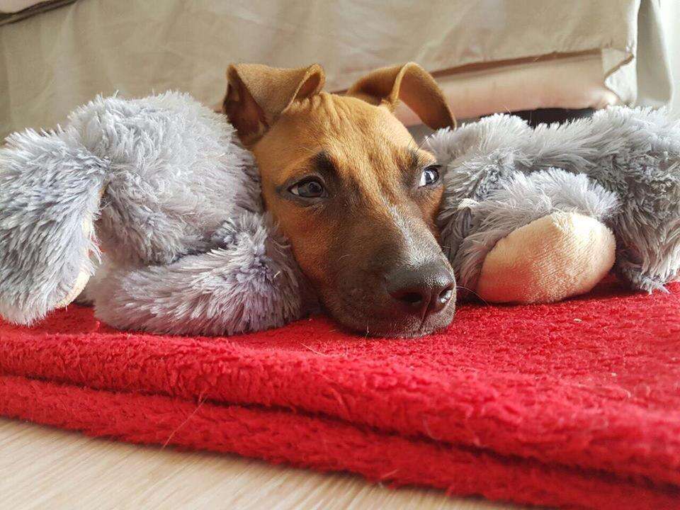 Puppy recovering from parvo virus, snuggling with his toy