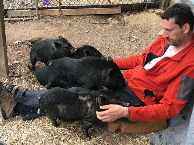 Rescued potbelly pigs at an animal sanctuary