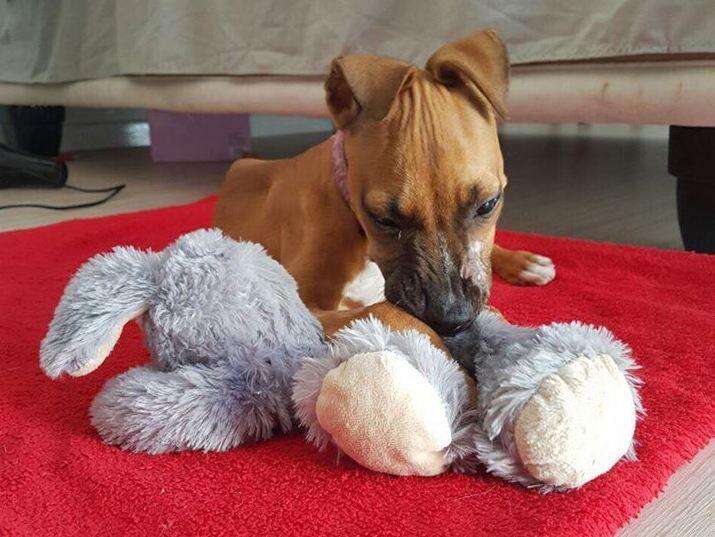 Puppy who survived parvo virus snuggling with his toy