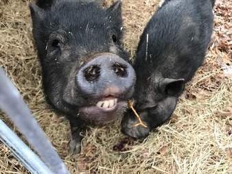 Rescued potbelly pigs at an animal sanctuary