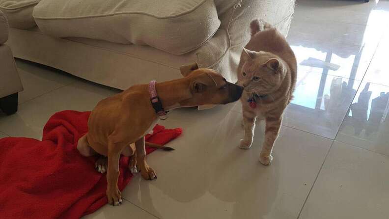 Foster puppy touching noses with a cat