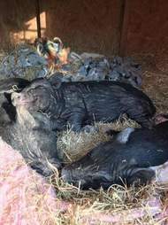 Rescued potbelly pigs sleeping in the barn together