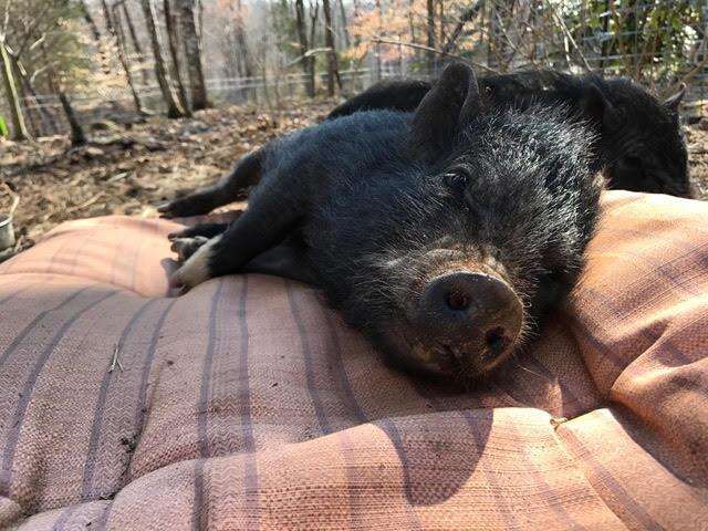 Rescued potbelly pig lying on a cushion
