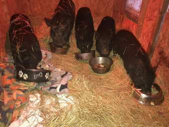 Rescued potbellied pigs at an animal sanctuary