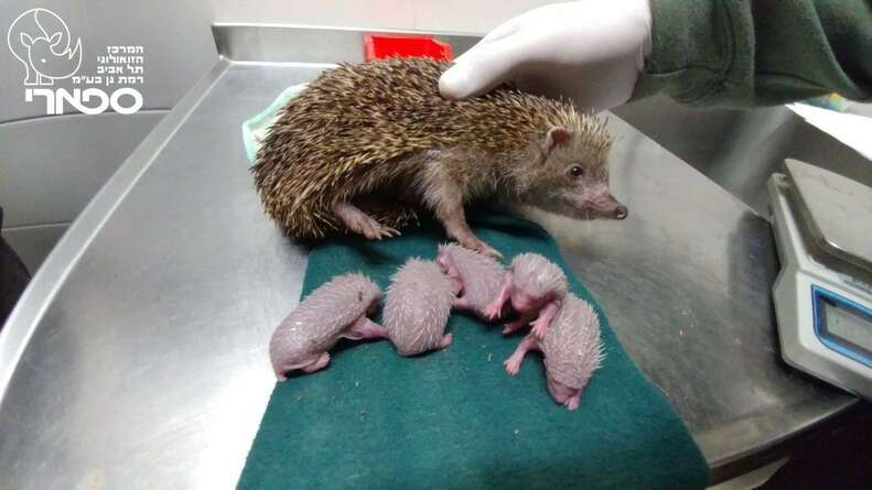 konsol Ring tilbage børste Hedgehog Hit By Car Had 5 Tiny Reasons Not To Give Up - The Dodo