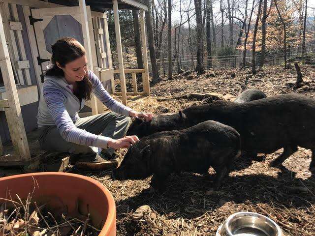 Potbellied pigs with their rescuer