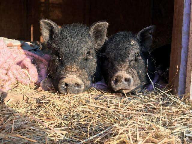 Rescued potbellied pigs snuggling together