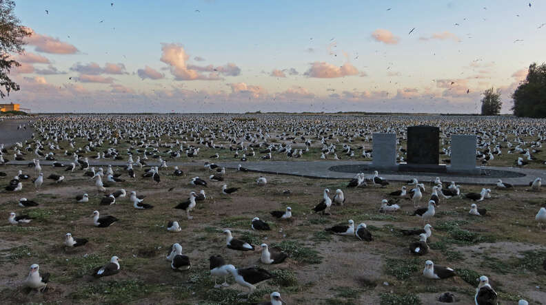 Albatross Chicks Are Moved Because Of Climate Change Threats - The Dodo