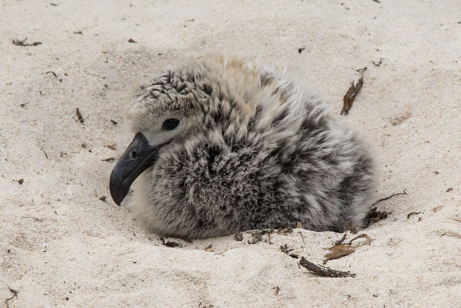 Albatross Chicks Are Moved Because Of Climate Change Threats - The Dodo