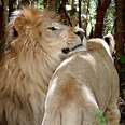 Former Circus Lion Falls In Love With Rescued Lioness