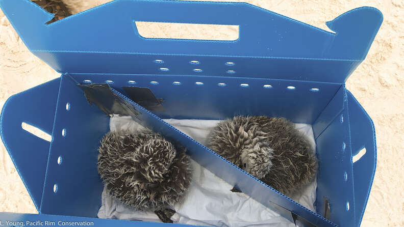 Two black-footed albatross chicks in box