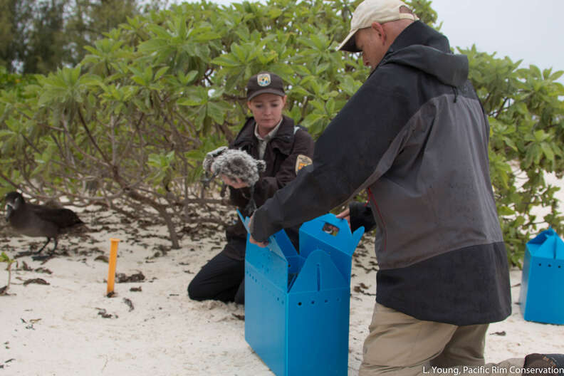 Black-footed albatross chicks being relocated in Hawaii