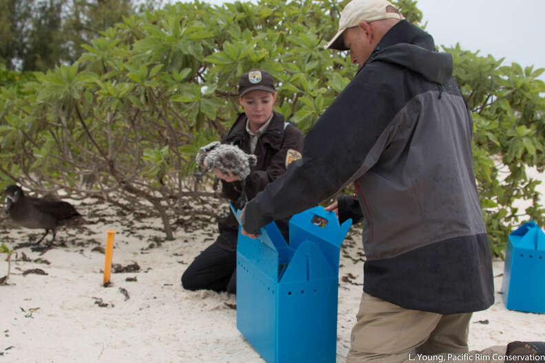 Albatross Chicks Are Moved Because Of Climate Change Threats - The Dodo