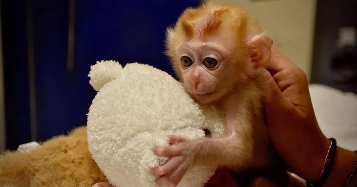 baby monkey teddy