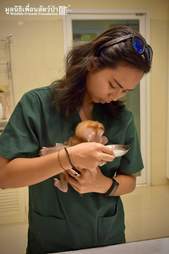 Baby macaque monkey with a stuffed animal at a wildlife hospital in Thailand