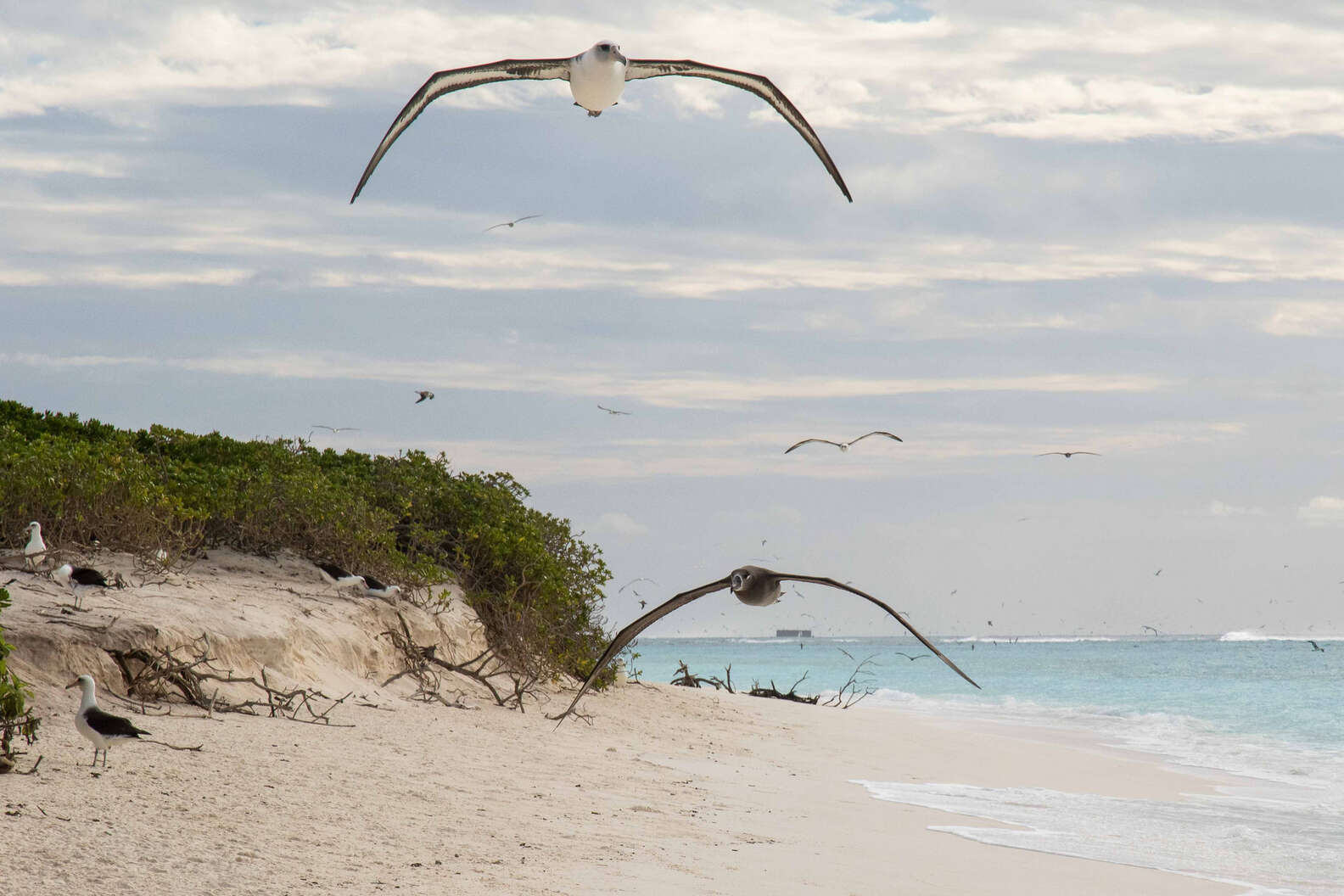 Albatross Chicks Are Moved Because Of Climate Change Threats - The Dodo