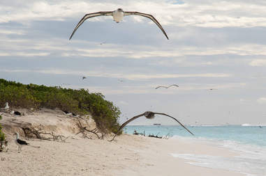 Black-footed albatrosses flying in Hawaii