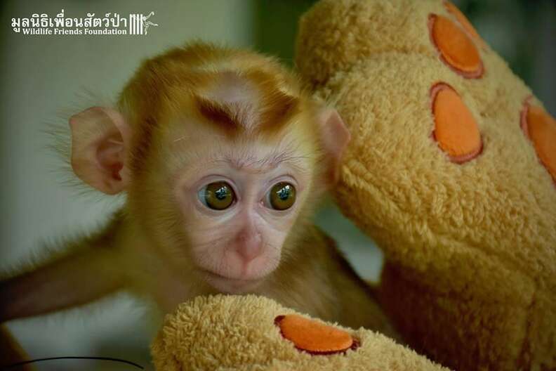 Baby macaque monkey with a stuffed animal at a wildlife hospital in Thailand