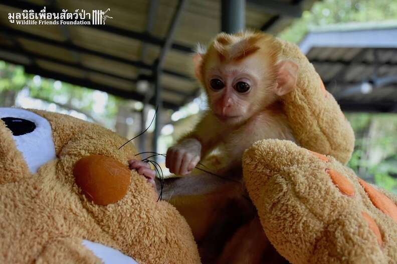 Baby macaque monkey with a stuffed animal at a wildlife hospital in Thailand