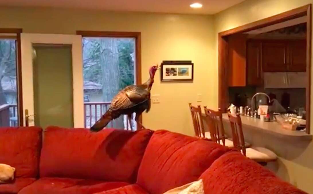 Wild Turkey Breaks Into Shorewood, MN Home - The Dodo