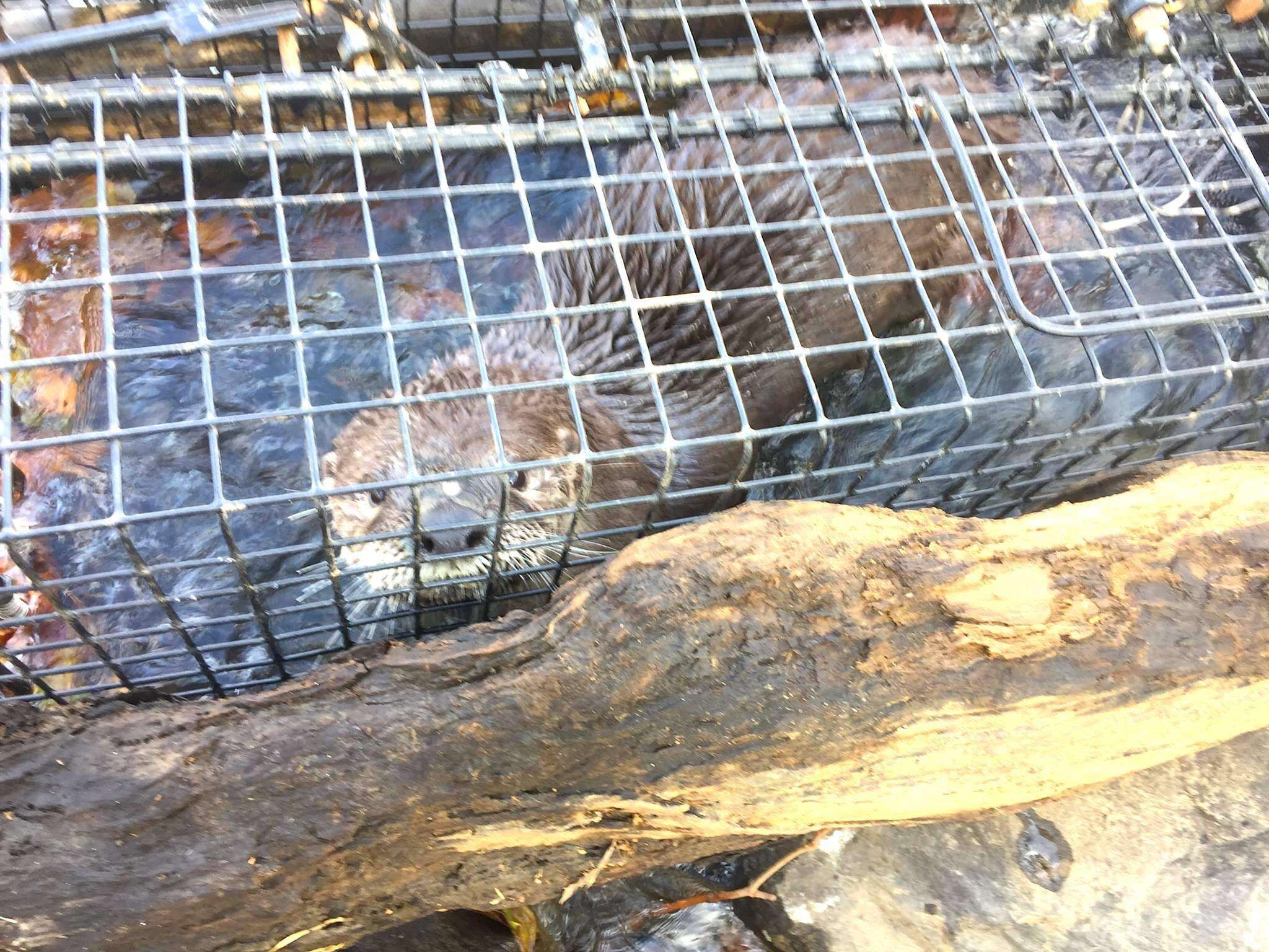 river otter in trap