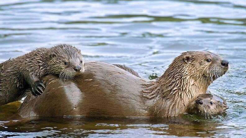 River otter family