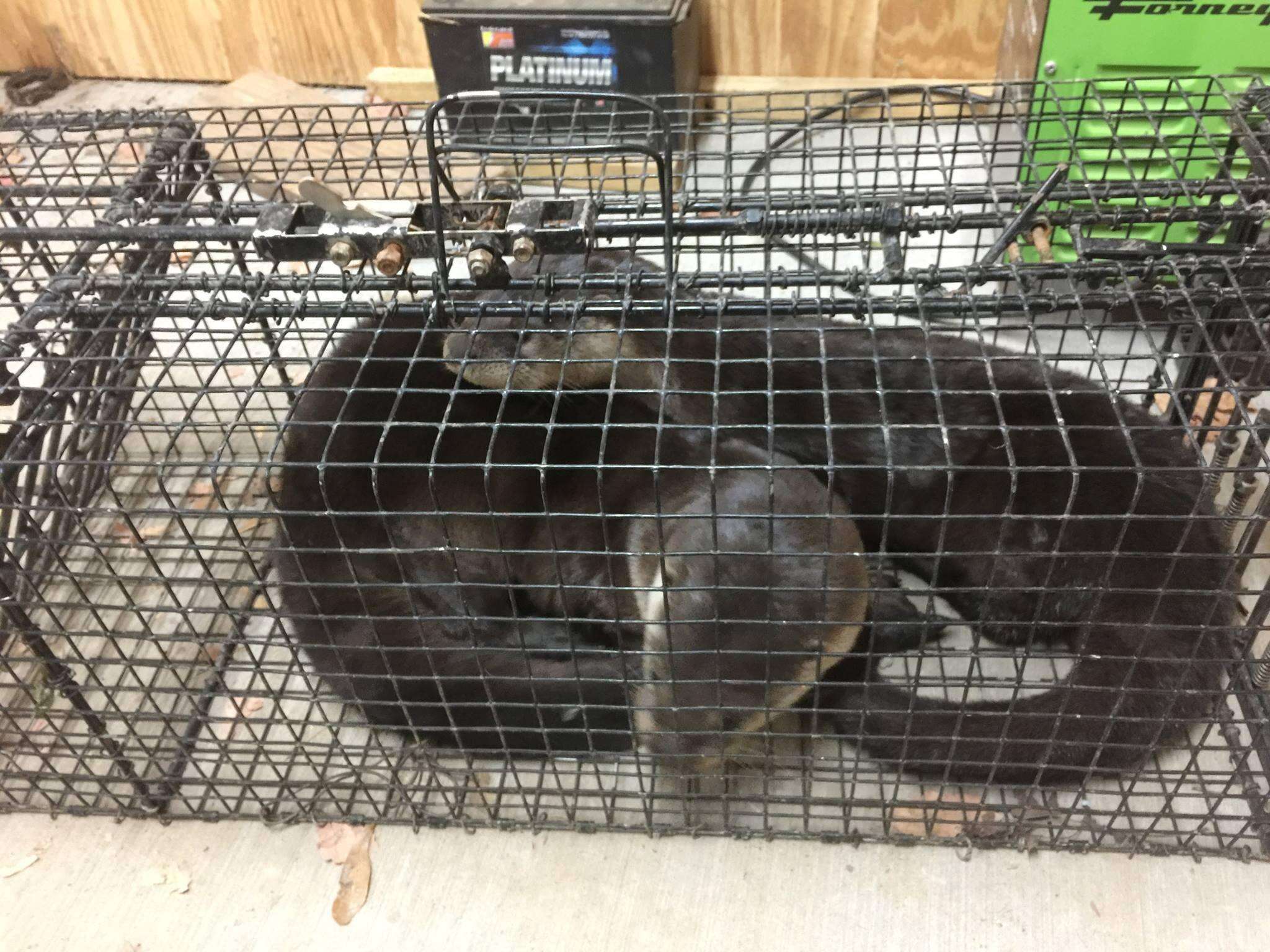 Two river otters caught in cage trap