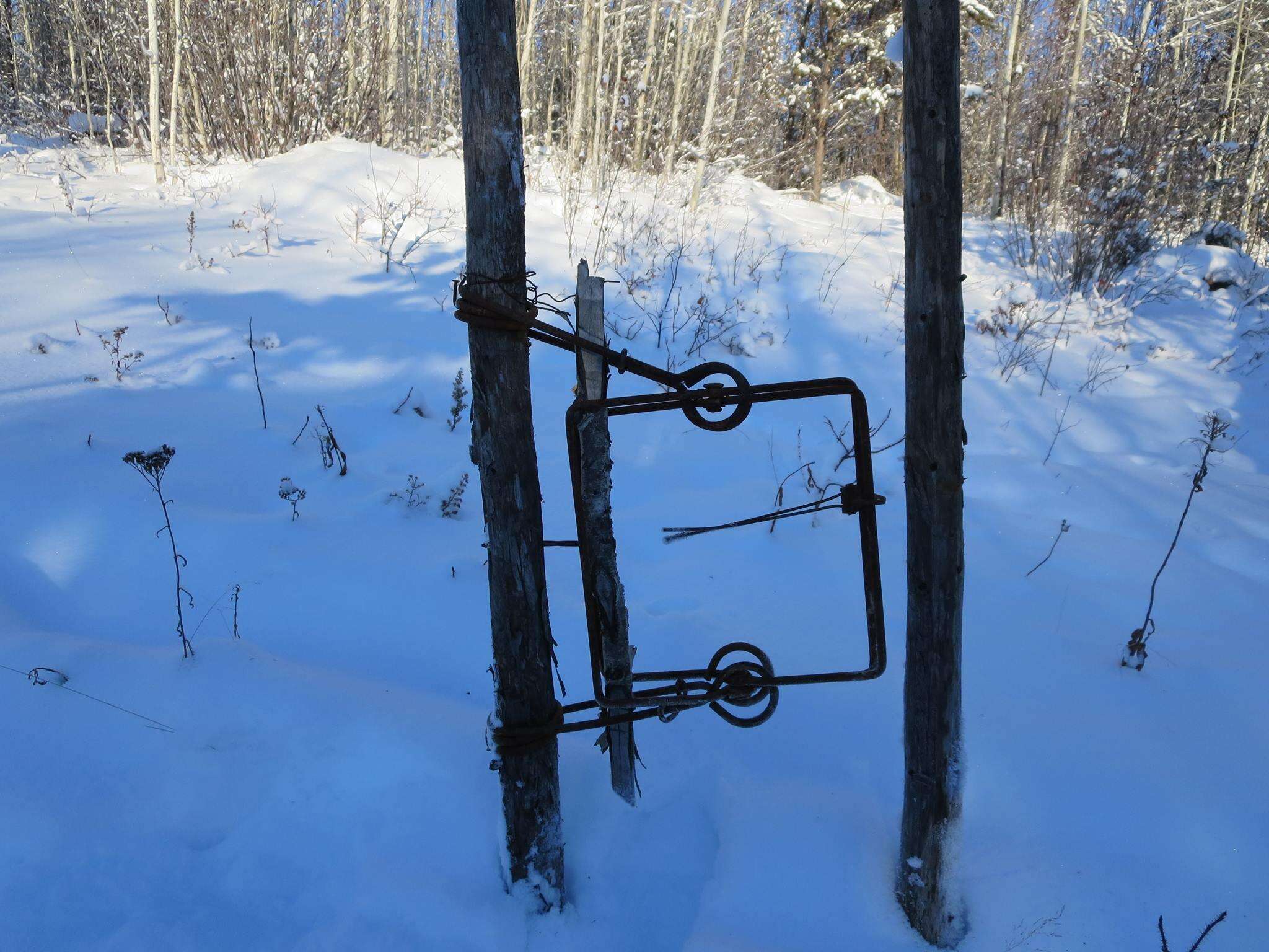 Trap set for river otter