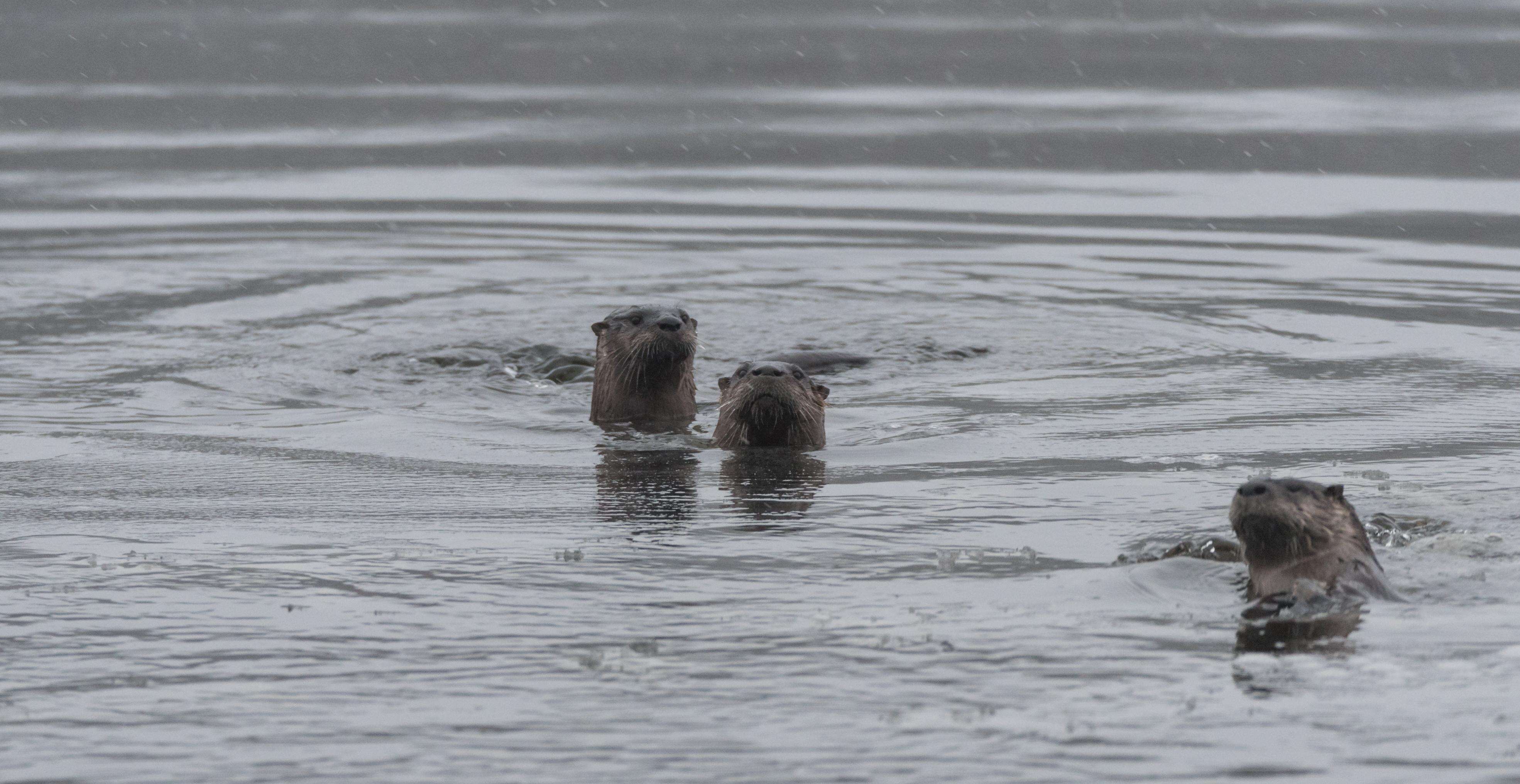 River otters in the water