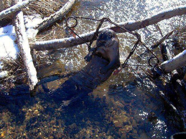 River otter caught in body-grip trap