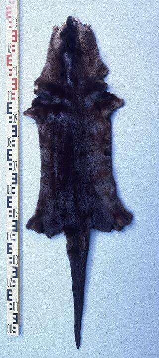 river otter pelt