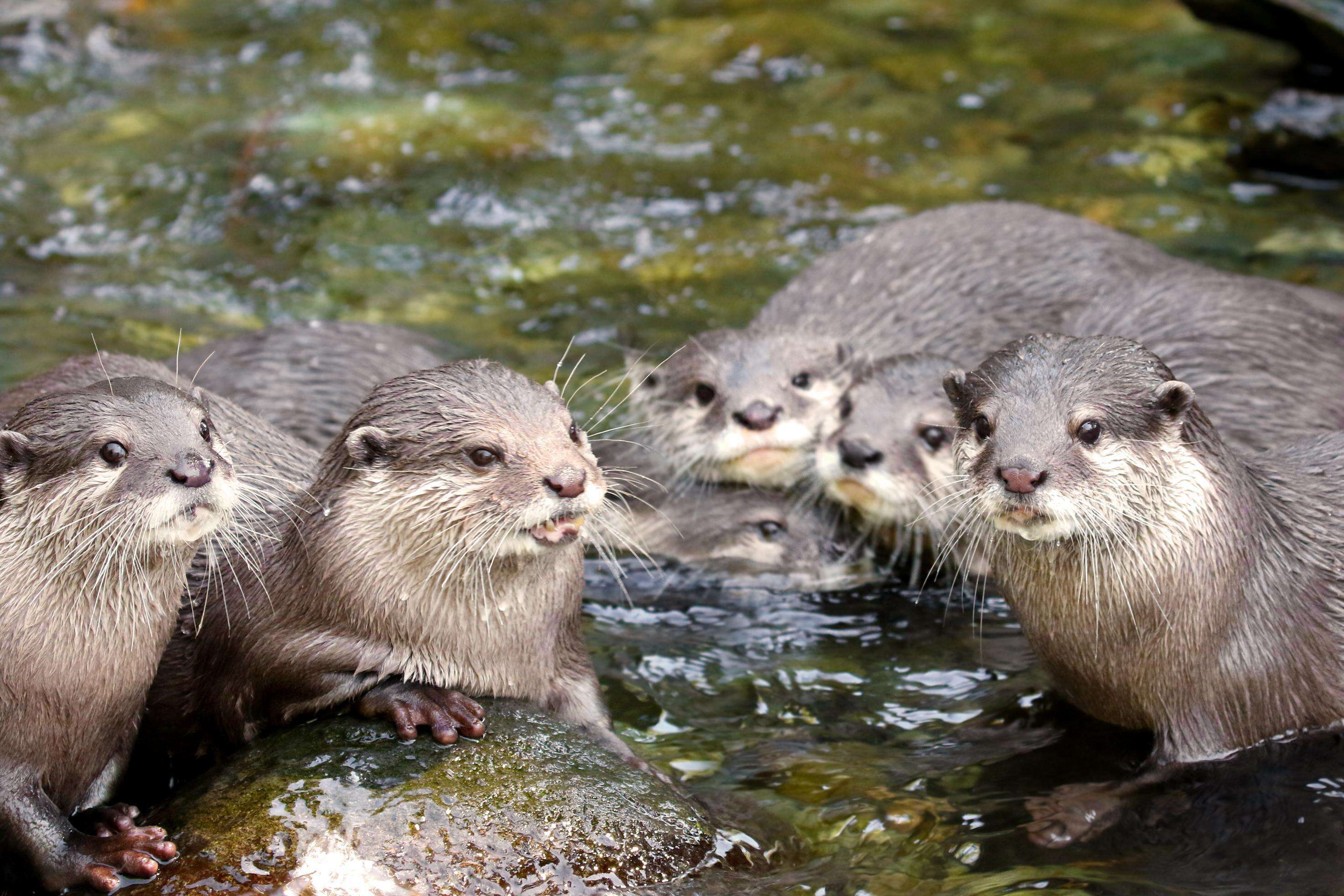 River otter family