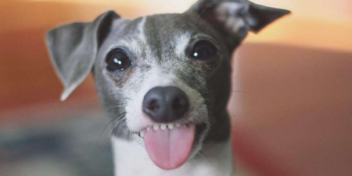 Dog Sticks His Tongue Out For Treats - Videos - The Dodo