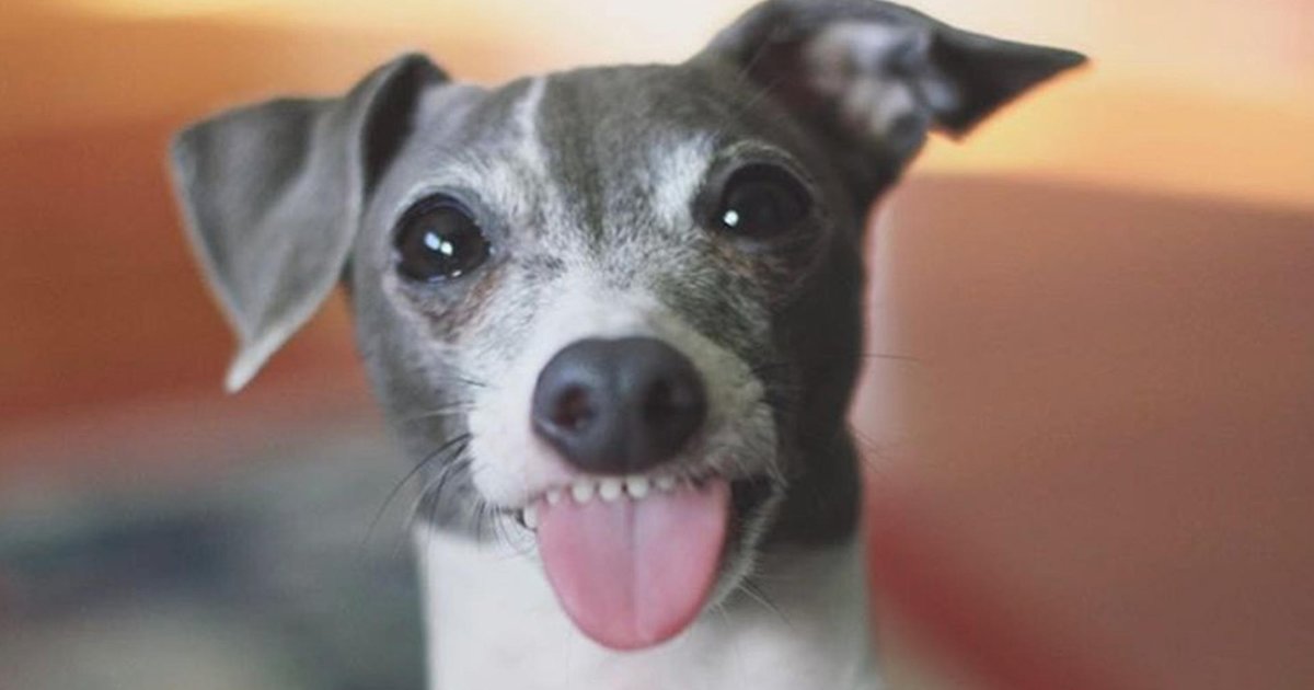 Dog Sticks His Tongue Out For Treats - Videos - The Dodo