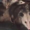 Woman Is Shocked To Find Adorable Opossum Hiding In Her Closet