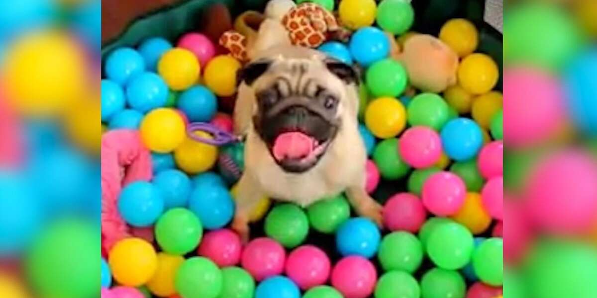 Dogs In Ball Pits! Videos The Dodo