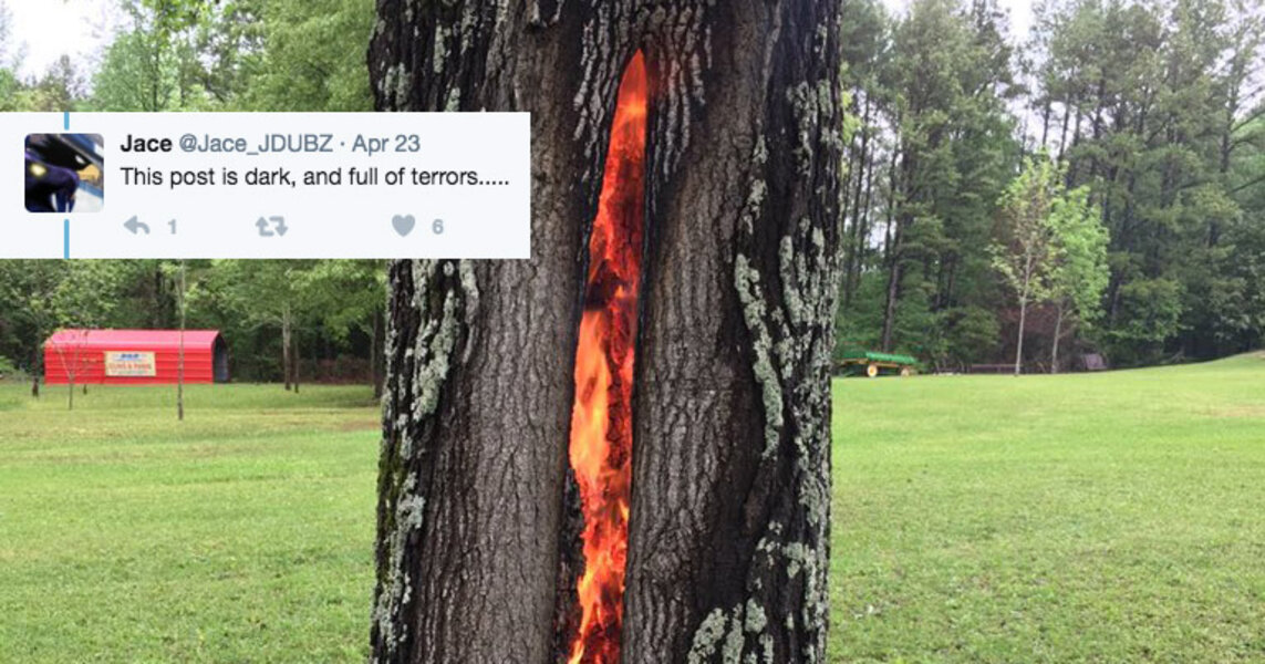 Lightning Strikes Tree And Burns It From The Inside Tweets Thrillist 