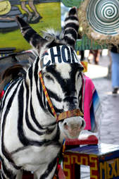 tijuana zebra
