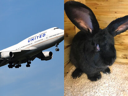 Giant Rabbit Dies Mysteriously on United Airlines Flight - Thrillist