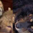 Dog Is The Perfect Mom To Orphaned Cheetah Cubs