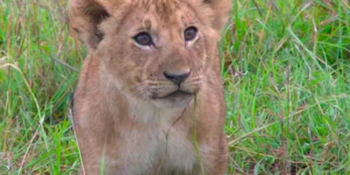 Lioness And Her Cubs Shot And Killed — Just For Being Lions - The Dodo