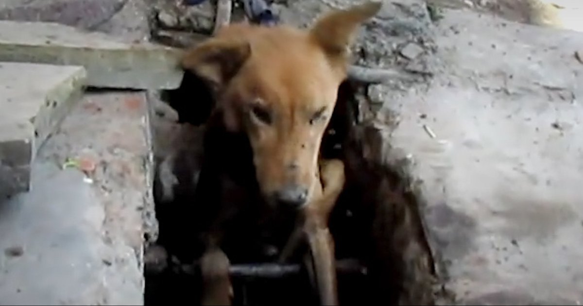 Dog Stuck In Drain Is Rescued Just In Time The Dodo