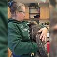 Eagle Saved From A Hunter's Trap Is Cradled By His Rescuer