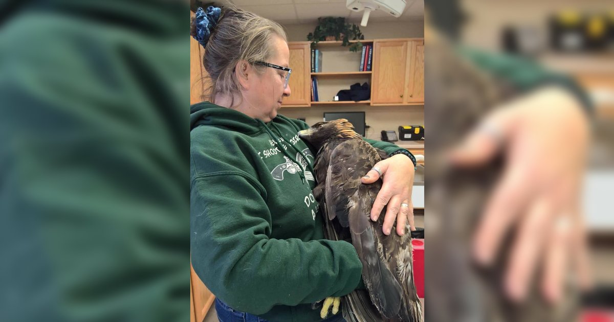 Golden Eagle Caught In Leghold Trap Recovers At Rehab Center