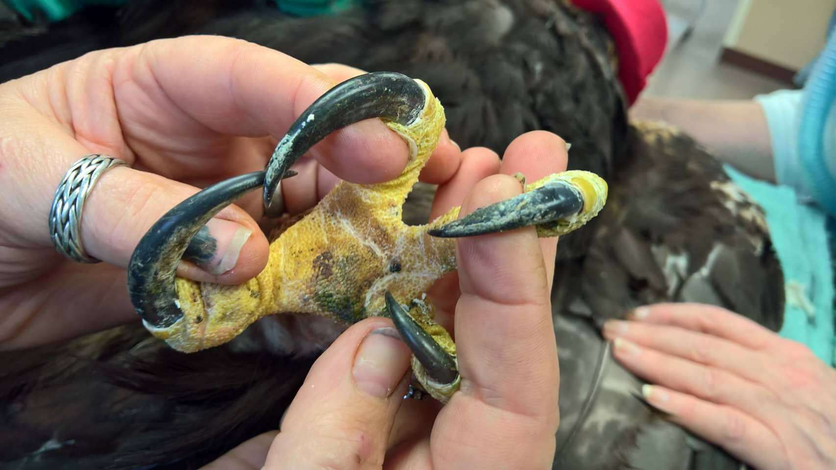 Rescued golden eagle's talons